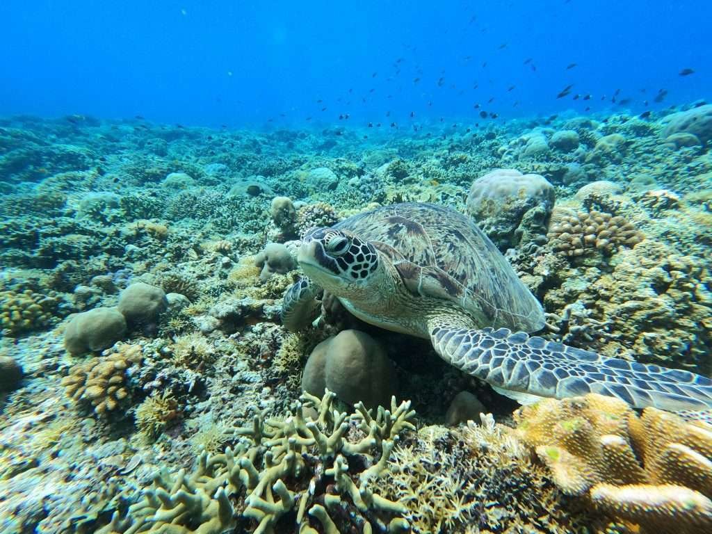 Cute turtle Gili Trawangan, Gili Trawangan Tour Packages