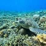 Cute turtle Gili Trawangan, Gili Trawangan Tour Packages