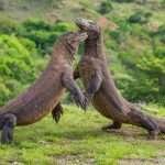 17 Tour Agency is a Best Rinjani Trekking Company that provides Komodo Island Tour From Lombok, Komodo Boat Trip Lombok, Lombok To Komodo Island Boat Trip.