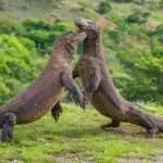 17 Tour Agency is a Best Rinjani Trekking Company that provides Komodo Island Tour From Lombok, Komodo Boat Trip Lombok, Lombok To Komodo Island Boat Trip.