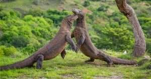 17 Tour Agency is a Best Rinjani Trekking Company that provides Komodo Island Tour From Lombok, Komodo Boat Trip Lombok, Lombok To Komodo Island Boat Trip.