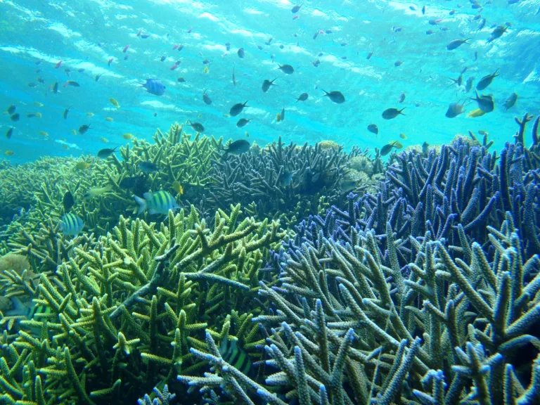 Tempat snorkeling di Coral Garden Gili Meno
