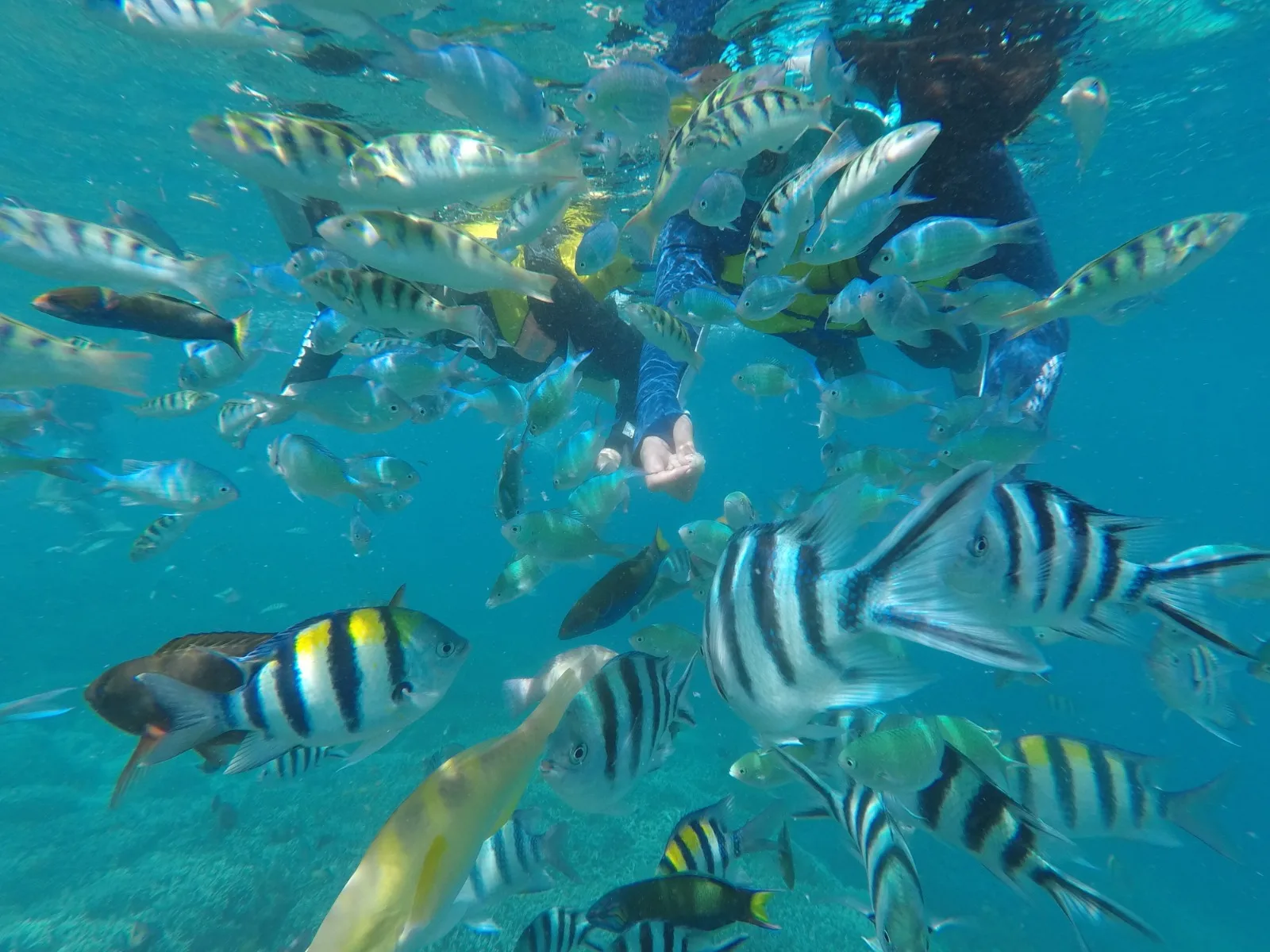 Gili Air Fish Garden