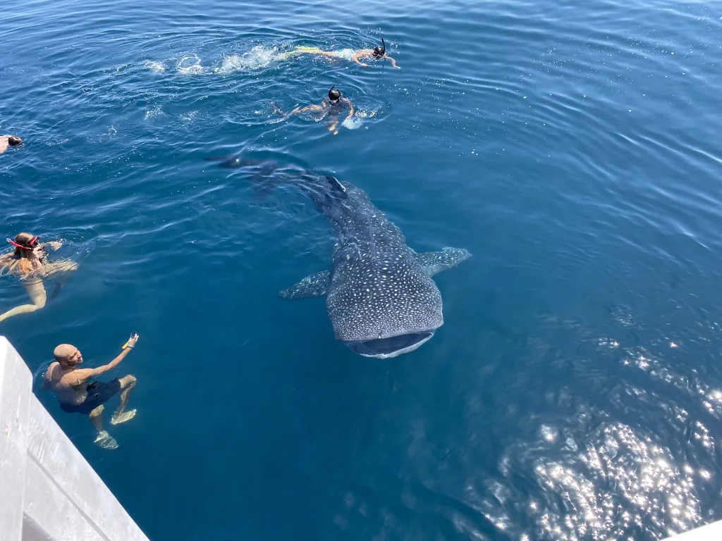 komodo trip from lombok