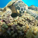 Snorkeling Gili Trawangan