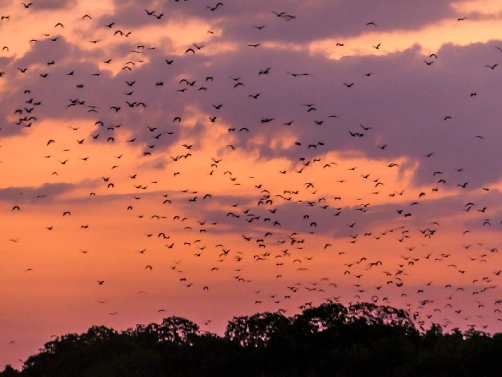 Kalong Île 17Tour Agence