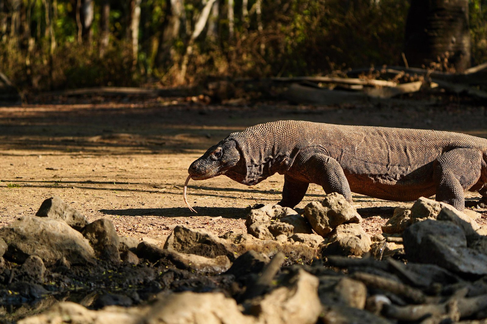Komodo 1 geotag 17Tour Agency
