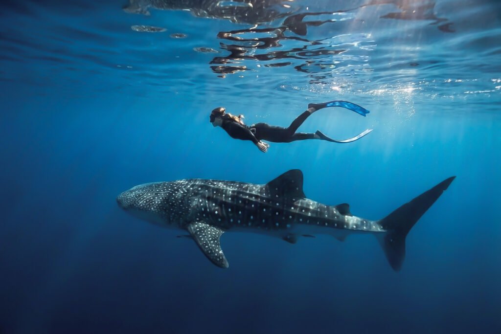 komodo island tour, komodo tour​, komodo boat tour​, komodo island boat tour​