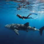 komodo island tour, komodo tour​, komodo boat tour​, komodo island boat tour​