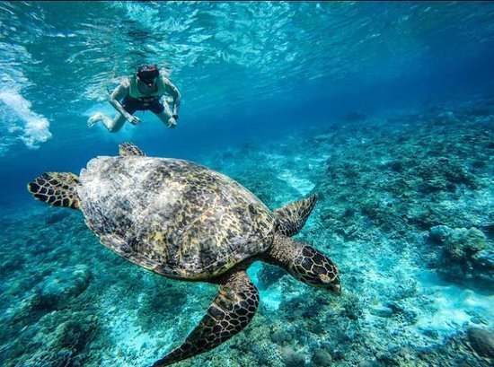 Tortue Point De Gili Trawangan