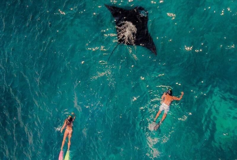 Manta Rays