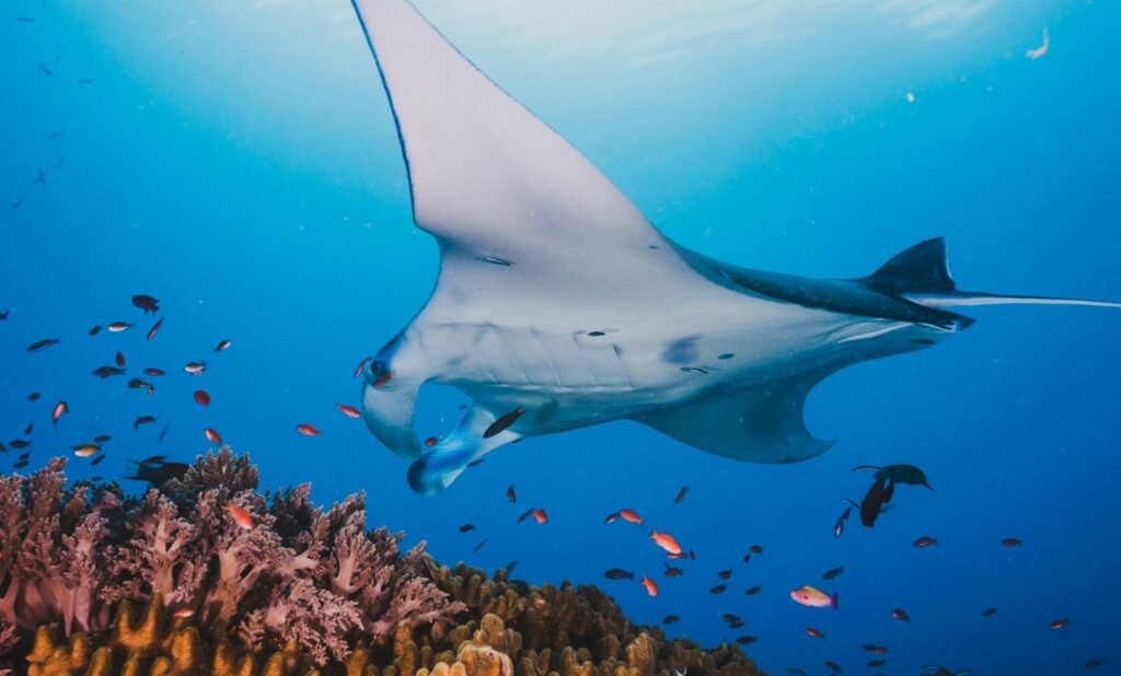 Manta Rays