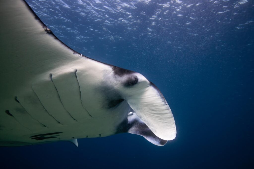 Manta Rays