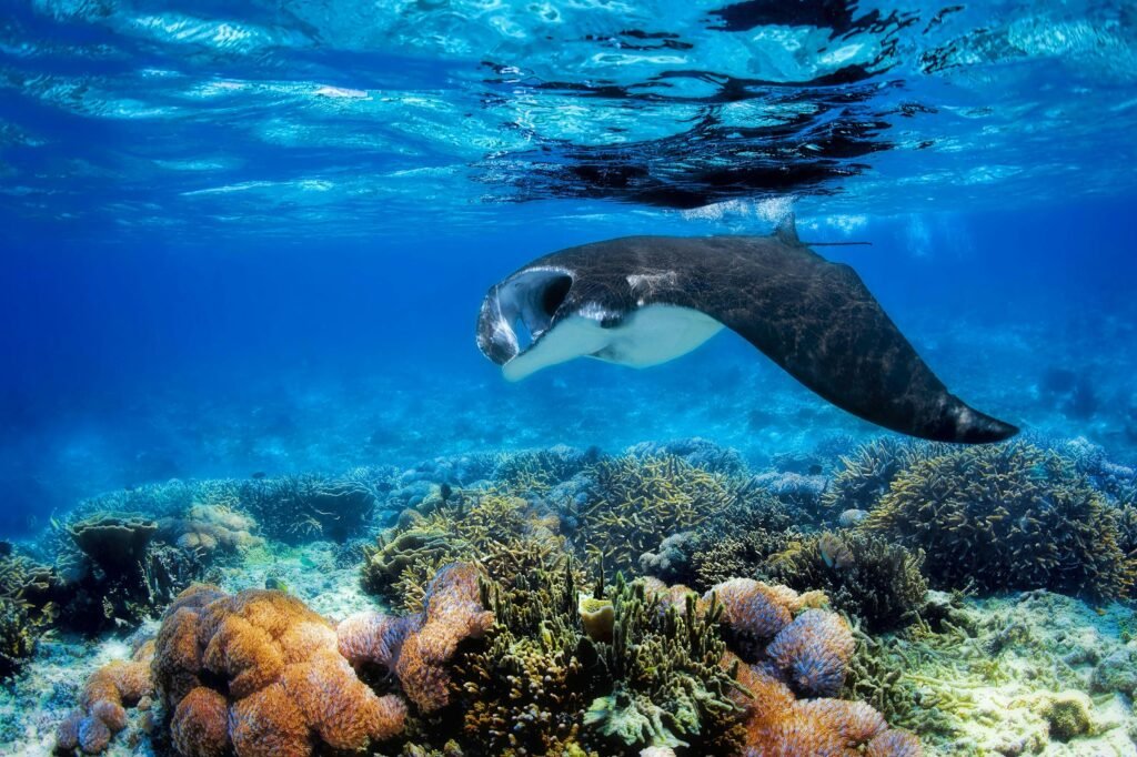 Manta Rays