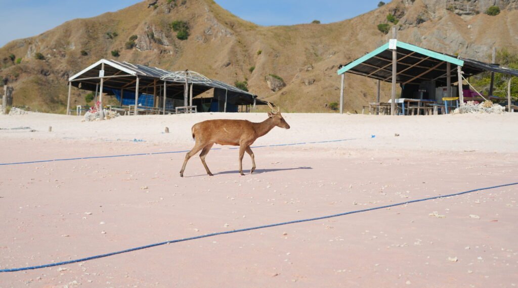 Pantai Pink