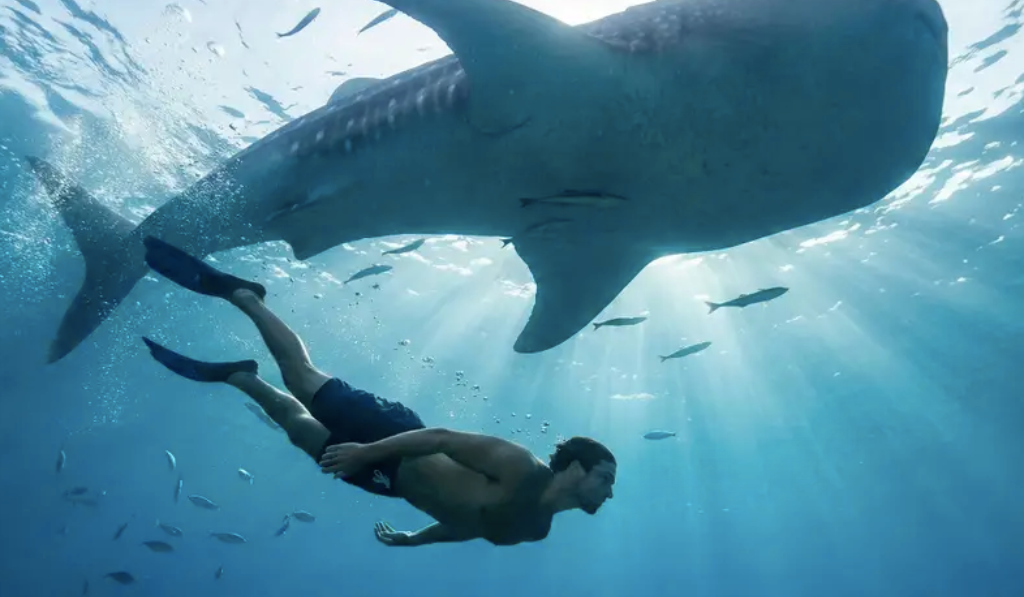 Whale Sharks