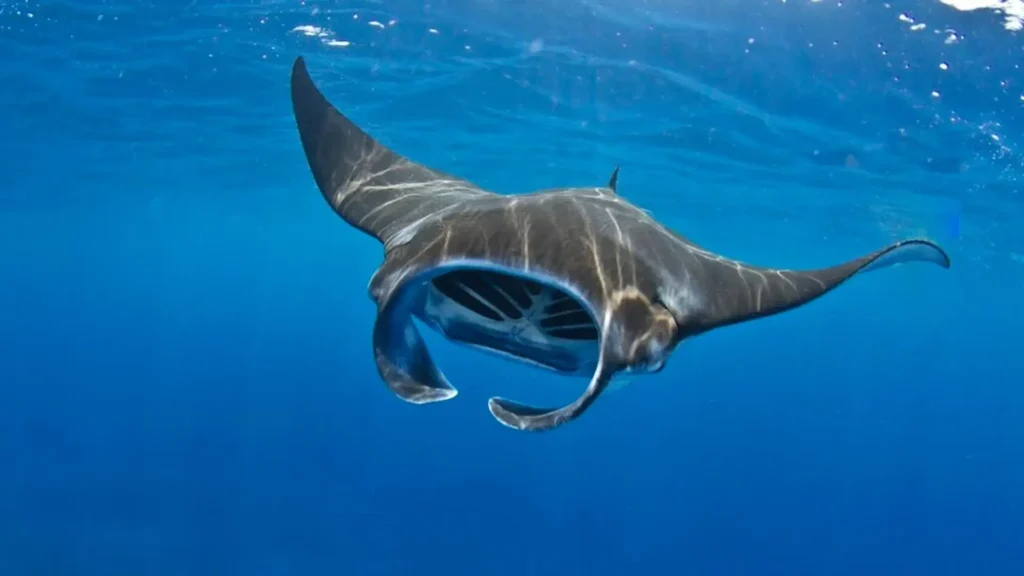 Manta Rays