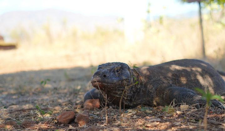 Taman Nasional Komodo