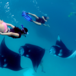Manta Rays