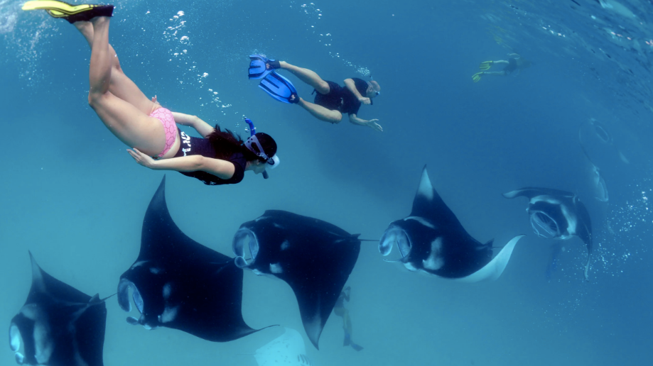 Manta Rays