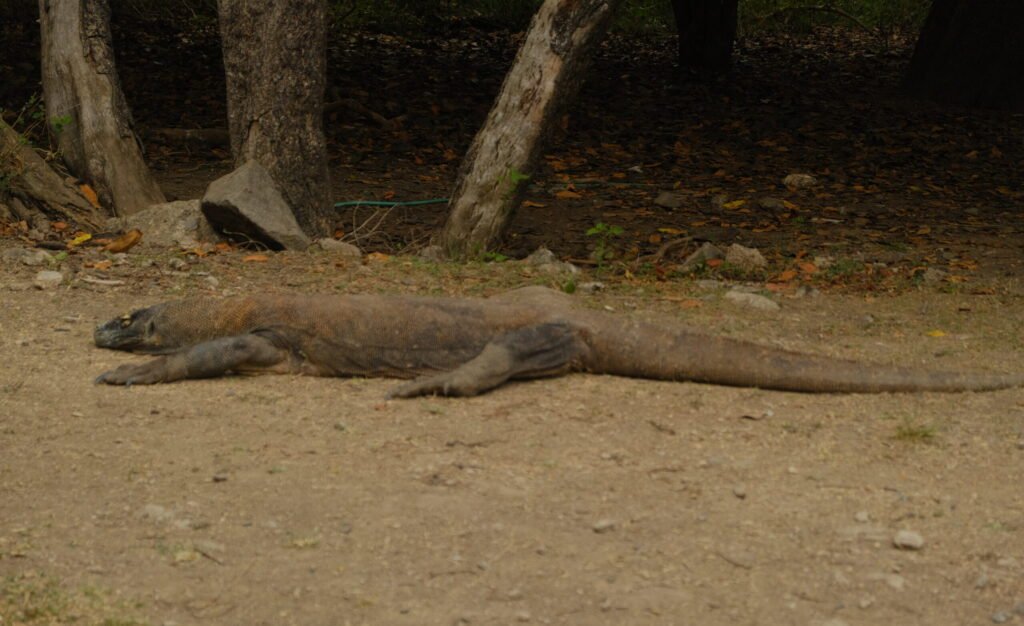 Taman Nasional Komodo