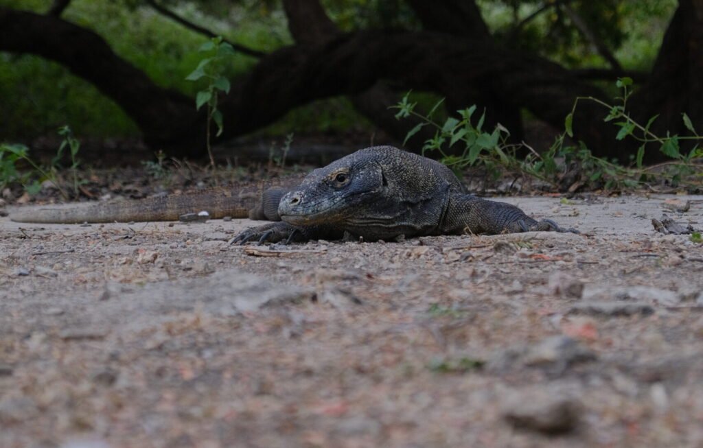 Taman Nasional Komodo