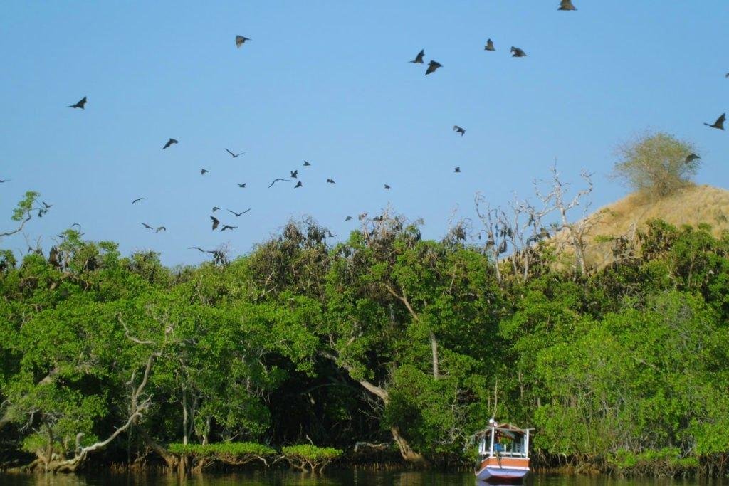 Kalong Île