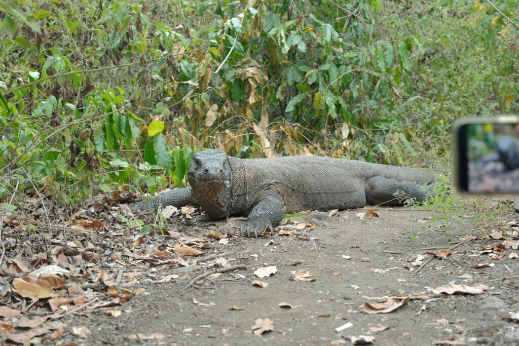 Rinca Island