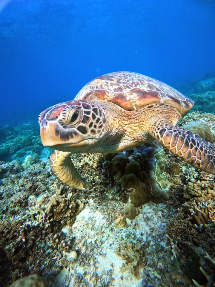 Tortue Point De Gili Trawangan