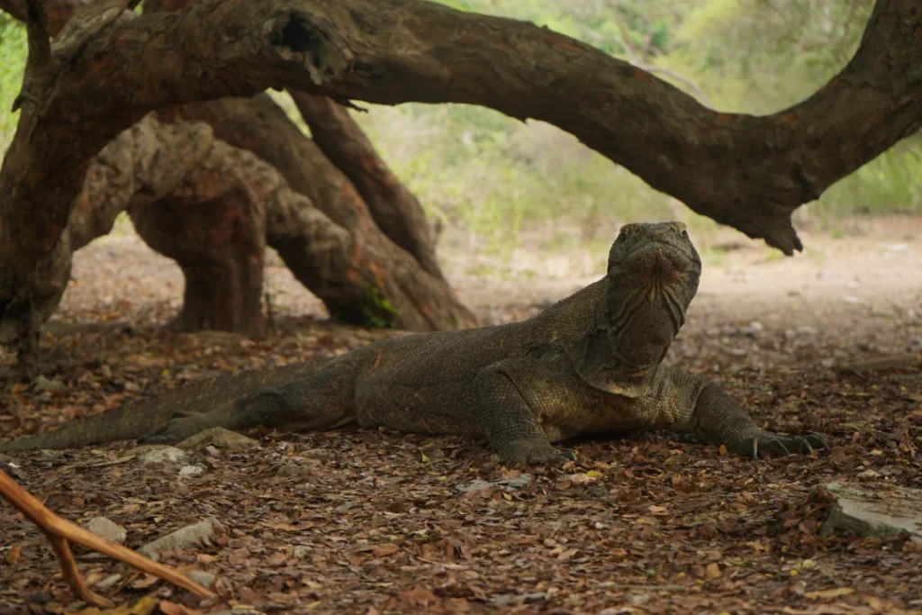 Komodo Dragon Rinca