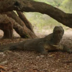 Komodo Dragon Rinca